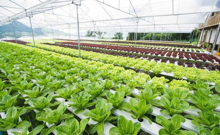 Ứng dụng CO2 trong sản xuất nông nghiệp
